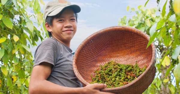 Giá nông sản ngày 27/10/2024: Cà phê tăng mạnh, hồ tiêu tiếp tục lao dốc