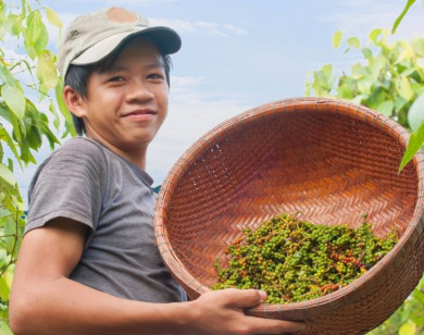 Giá nông sản ngày 27/10/2024: Cà phê tăng mạnh, hồ tiêu tiếp tục lao dốc