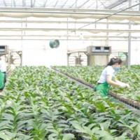 Phát triển nông nghiệp theo hướng sinh thái, bền vững