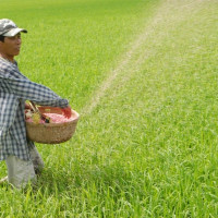 “Ba nhà” chịu thiệt như thế nào khi phân bón không chịu thuế GTGT?
