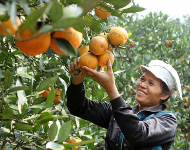 Mê mẩn những vườn cam Cao Phong trĩu quả “hái ra tiền” ở Hòa Bình