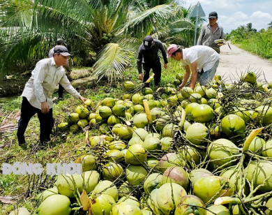 Nâng cao chuỗi giá trị dừa Việt Nam trong xu hướng xanh hóa