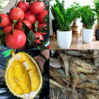 Tiêu dùng trong tuần (8/12-15/12/2024): Bưởi đỏ 'tiến vua', tôm, giá cây cảnh... tăng cao dịp cuối năm