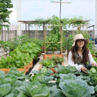 Phân Bón Cà Mau bắt nhịp xu hướng nông nghiệp đô thị