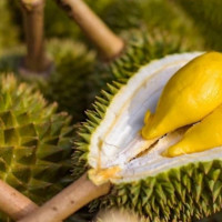 EU tăng tần suất kiểm tra dư lượng thuốc bảo vệ thực vật với sầu riêng