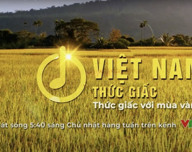 Phân Bón Cà Mau miệt mài “Thức Giấc Với Mùa Vàng"