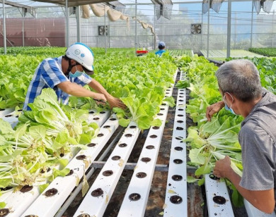 TP Hồ Chí Minh: Ưu tiên phát triển nông nghiệp đô thị và công nghệ cao 