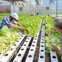 TP Hồ Chí Minh: Ưu tiên phát triển nông nghiệp đô thị và công nghệ cao 