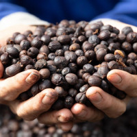 Giá nông sản ngày 2/2/2025: Cà phê sẽ chạm mốc 130.000 đồng/kg?