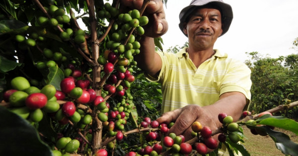 Giá nông sản ngày 7/2/2025: Cà phê, hồ tiêu tăng vọt