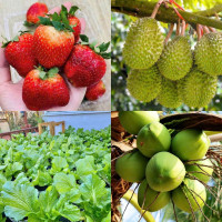 Tiêu dùng trong tuần (17/2-23/2/2025): Dâu tây Sơn La, sầu riêng, rau xanh,... rớt giá mạnh