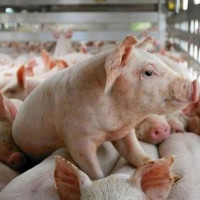 Giá heo hơi ngày 12/3/2025: Tăng giảm trái chiều