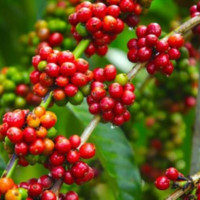 Giá nông sản ngày 12/3/2025: Cà phê tiếp đà tăng nhẹ, hồ tiêu đi ngang