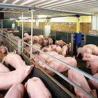 Giá heo hơi ngày 25/3/2025: Vẫn tiếp tục xu hướng giảm trên cả nước