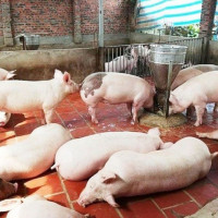 Giá heo hơi ngày 26/3/2025: Tiếp đà giảm, xuống dưới 70.000 đồng/kg