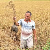 Phó Thủ tướng yêu cầu bồi thường cho dân vụ lúa bị chết cạnh cao tốc Cần Thơ-Cà Mau