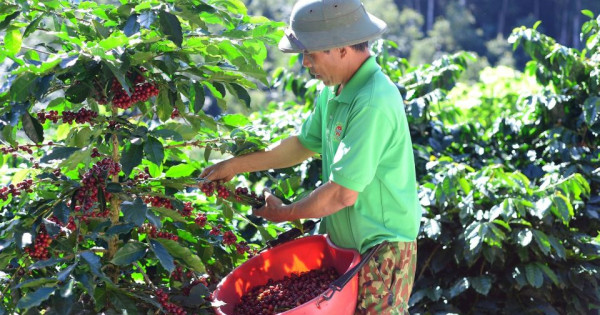 Giá nông sản ngày 28/4/2025: Cà phê cùng hồ tiêu ổn định ở mức cao