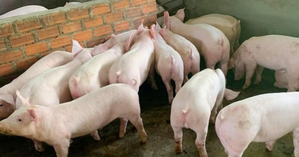 Giá heo hơi ngày 29/4/2025: Tiếp tục giảm tại nhiều địa phương