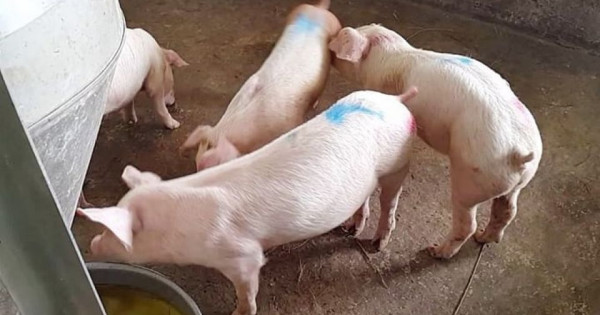 Giá heo hơi ngày 1/5/2025: Ổn định trên cả nước