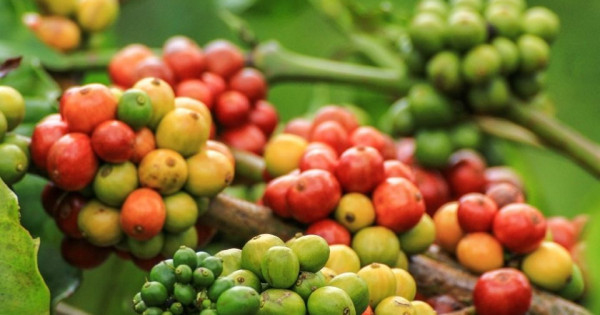 Giá nông sản ngày 1/5/2025: Cà phê, hồ tiêu ổn định và neo ở mức cao
