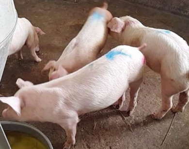 Giá heo hơi ngày 1/5/2025: Ổn định trên cả nước