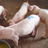 Giá heo hơi ngày 1/5/2025: Ổn định trên cả nước