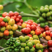 Giá nông sản ngày 1/5/2025: Cà phê, hồ tiêu ổn định và neo ở mức cao
