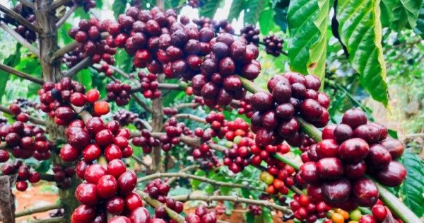 Giá nông sản ngày 2/5/2025: Cà phê tăng nhẹ, hồ tiêu neo ở mức cao