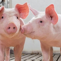 Giá heo hơi ngày 2/5/2025: Tiếp tục ổn định trong dịp lễ