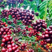 Giá nông sản ngày 2/5/2025: Cà phê tăng nhẹ, hồ tiêu neo ở mức cao