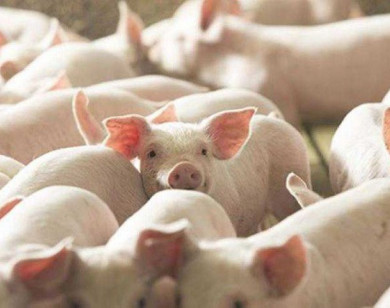 Giá heo hơi ngày 4/5/2025: Không biến động sau lễ