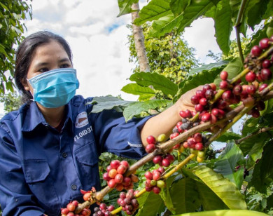 Giá nông sản ngày 4/5/2025: Cà phê bất ngờ tăng cao, hồ tiêu ổn định