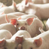 Giá heo hơi ngày 4/5/2025: Không biến động sau lễ