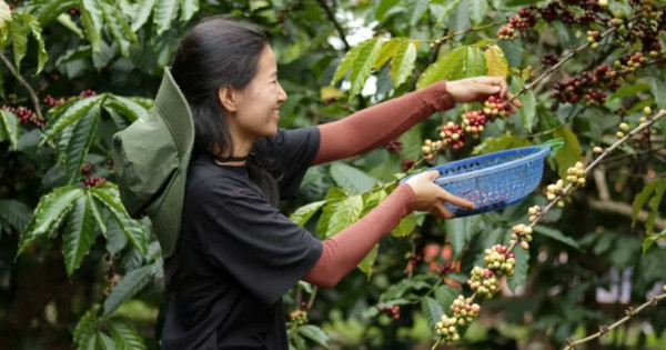 Giá nông sản ngày 6/5/2025: Cà phê và hồ tiêu đảo chiều giảm