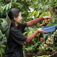 Giá nông sản ngày 6/5/2025: Cà phê và hồ tiêu đảo chiều giảm