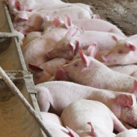 Giá heo hơi ngày 7/5/2025: Giảm nhẹ tại miền Nam
