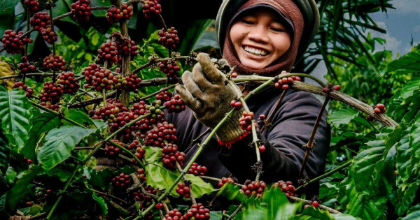 Nâng tầm giá trị cà phê Việt Nam: từ sản lượng đến thương hiệu bền vững