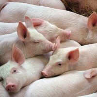Giá heo hơi ngày 8/5/2025: Tiếp tục giảm nhẹ tại miền Nam