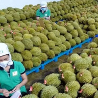 Tiếp đà tăng trưởng xuất khẩu nông sản
