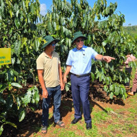 Canh tác cà phê thông minh: Hướng đi bền vững cho ngành cà phê Tây Nguyên
