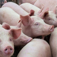 Giá heo hơi ngày 11/5/2025: Duy trì ổn định tại cả 3 miền