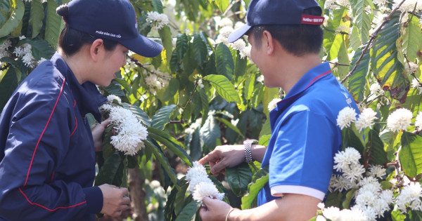 Garsoni đồng hành cùng nông dân Ea H’leo trên hành trình phát triển cà phê bền vững