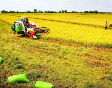 Đề xuất kéo dài thời gian miễn thuế sử dụng đất nông nghiệp đến hết năm 2030