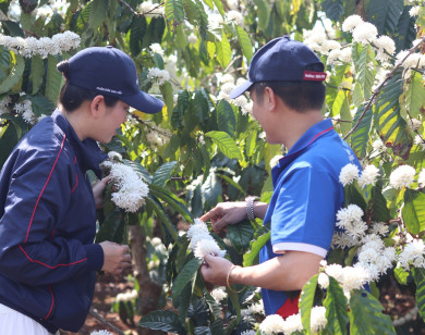 Garsoni đồng hành cùng nông dân Ea H’leo trên hành trình phát triển cà phê bền vững