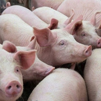 Giá heo hơi ngày 13/5/2025: Trở lại đà tăng tại một số địa phương