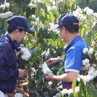 Garsoni đồng hành cùng nông dân Ea H’leo trên hành trình phát triển cà phê bền vững