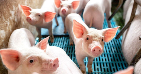 Giá heo hơi ngày 14/5/2025: Tiếp tục tăng nhẹ tại miền Nam