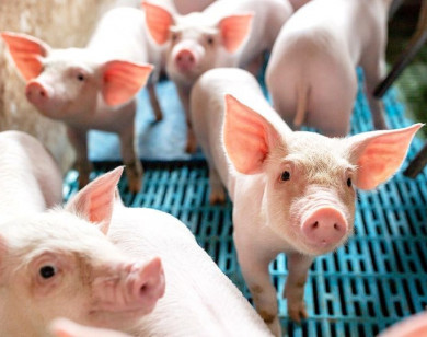Giá heo hơi ngày 14/5/2025: Tiếp tục tăng nhẹ tại miền Nam