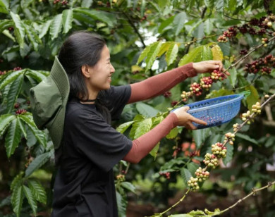 Giá nông sản ngày 14/5/2025: Cà phê tiếp tục giảm mạnh, hồ tiêu ổn định