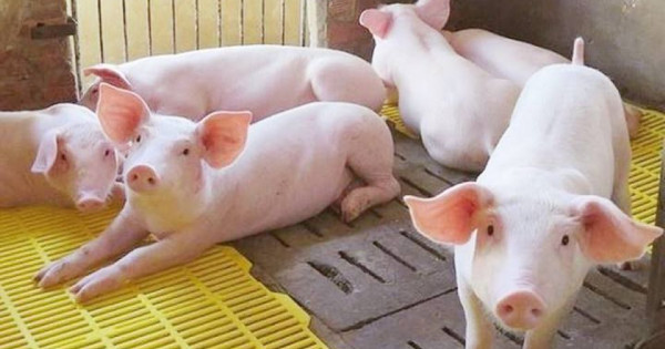 Giá heo hơi ngày 19/5/2025: Đi ngang trên cả nước